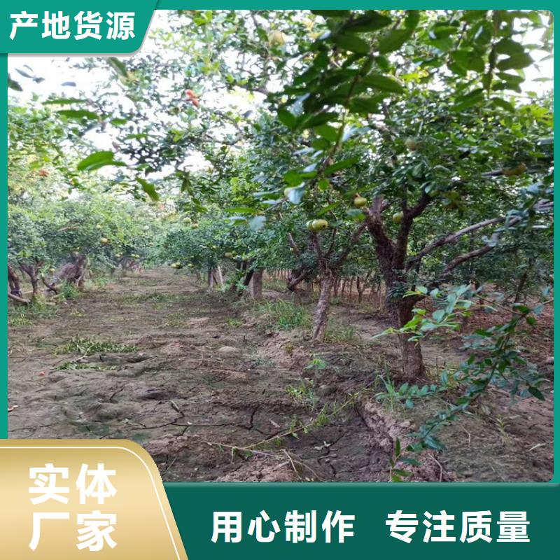 石榴樱桃苗让客户买的放心