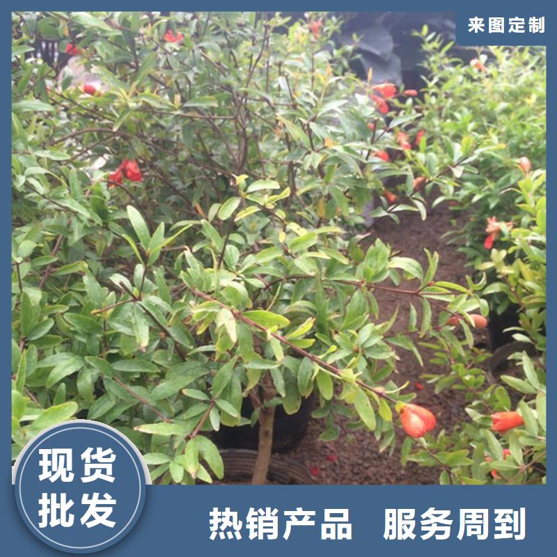 石榴樱桃苗让客户买的放心