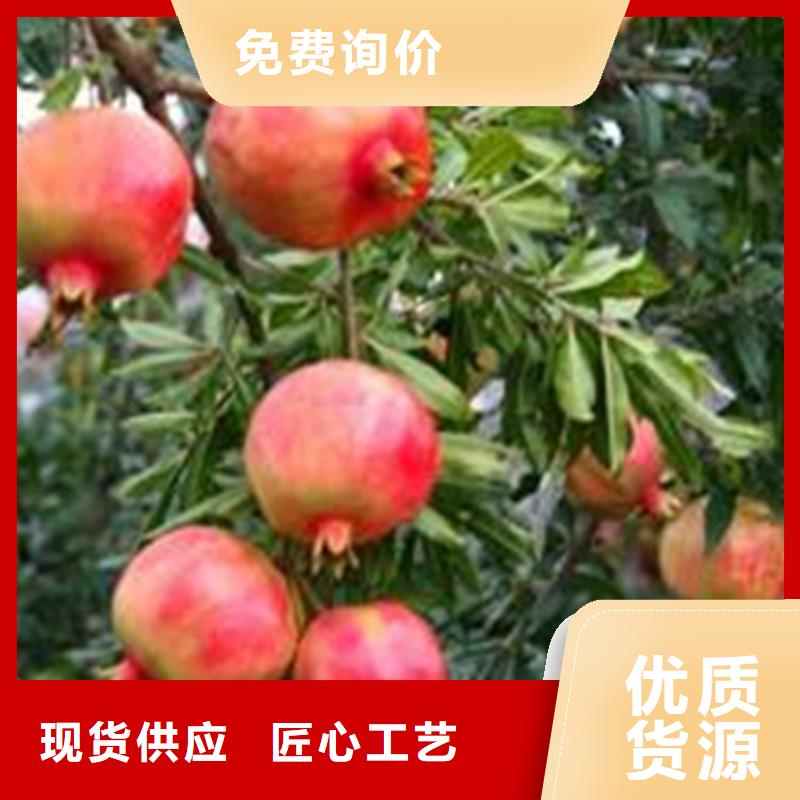 石榴樱桃苗让客户买的放心