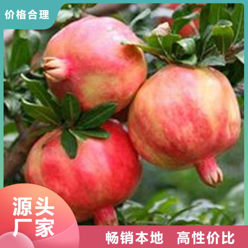 石榴樱桃苗让客户买的放心