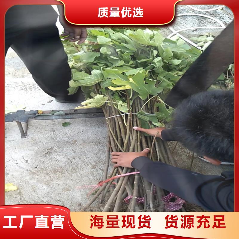 无花果,奶油草莓支持非标定制
