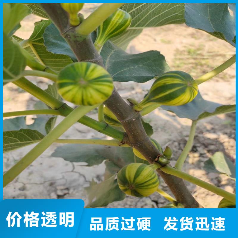 无花果,奶油草莓支持非标定制