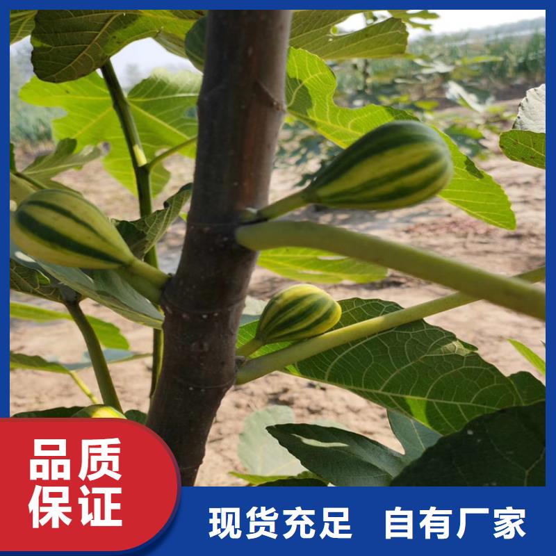 苹果苗视频-婺源|信州|景德镇|抚州|南昌|九江|新余|萍乡轩园苹果苗_ 轩园园艺场(上饶市分公司)