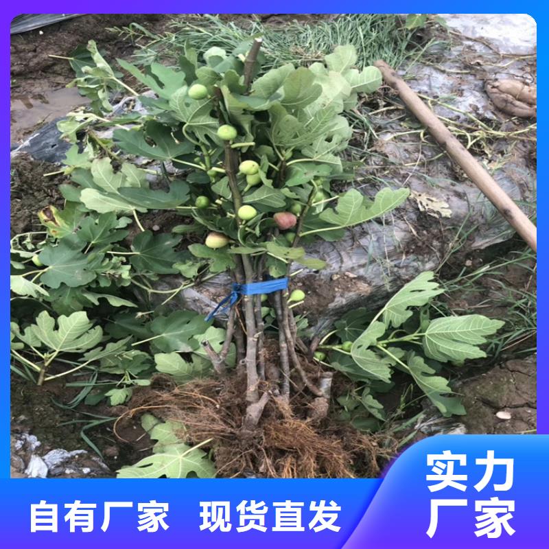 苹果苗视频-新疆苹果苗-(附近)可服务区域伊犁|乌鲁木齐|克拉玛依