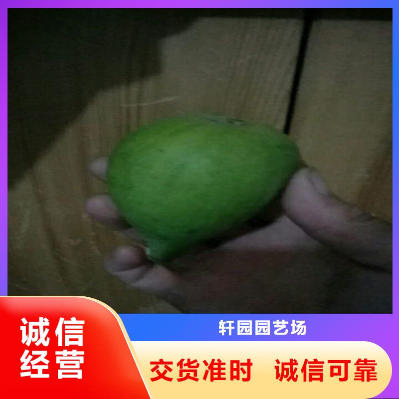 苹果苗视频-婺源|信州|景德镇|抚州|南昌|九江|新余|萍乡轩园苹果苗_ 轩园园艺场(上饶市分公司)