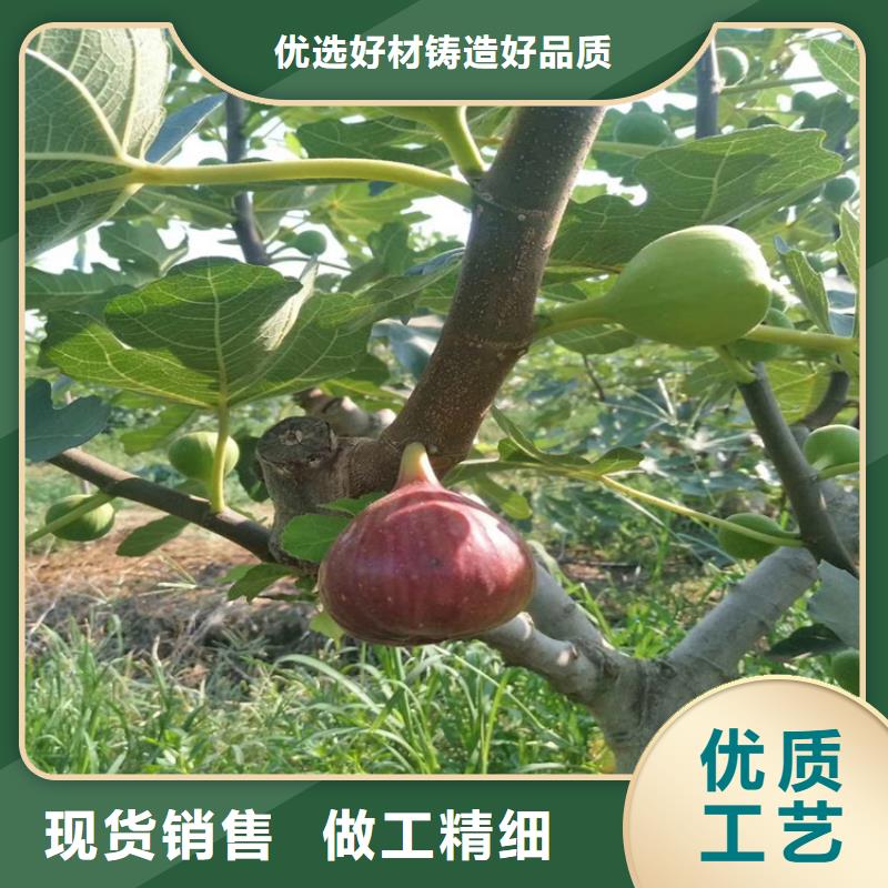 苹果苗视频-婺源|信州|景德镇|抚州|南昌|九江|新余|萍乡轩园苹果苗_ 轩园园艺场(上饶市分公司)
