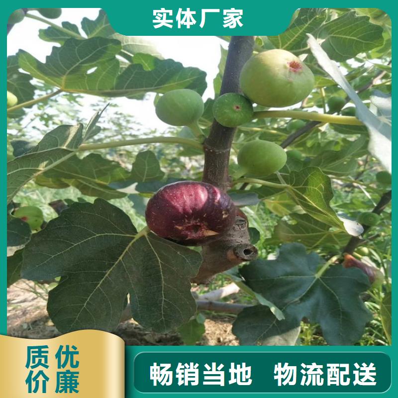 苹果苗视频-新疆苹果苗-(附近)可服务区域伊犁|乌鲁木齐|克拉玛依