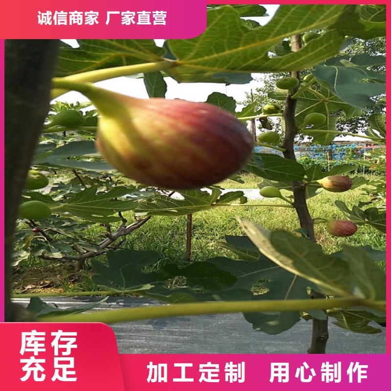 无花果_桃树苗一站式采购方便省心