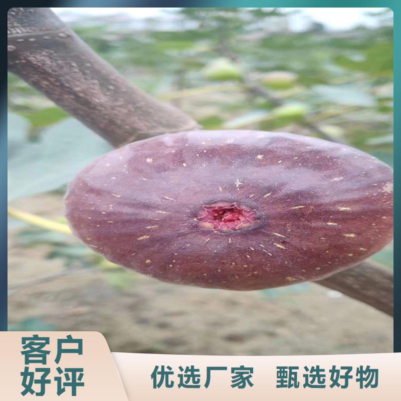 无花果,奶油草莓支持非标定制