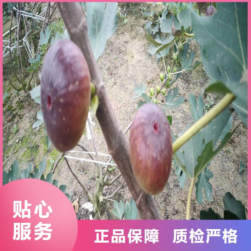 苹果苗视频-婺源|信州|景德镇|抚州|南昌|九江|新余|萍乡轩园苹果苗_ 轩园园艺场(上饶市分公司)