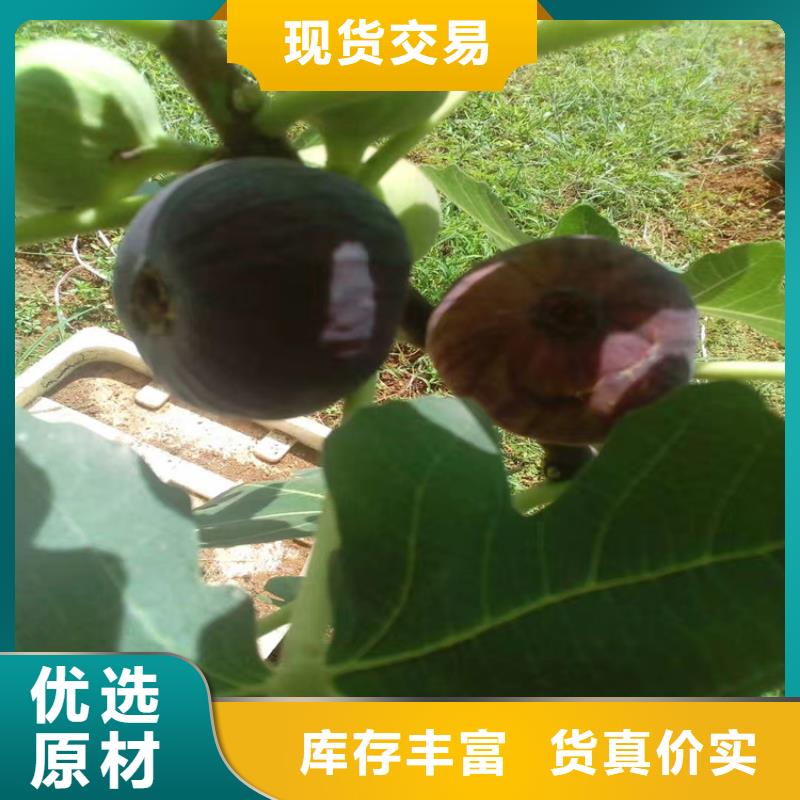 苹果苗视频-婺源|信州|景德镇|抚州|南昌|九江|新余|萍乡轩园苹果苗_ 轩园园艺场(上饶市分公司)