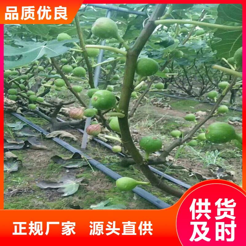 苹果苗视频-婺源|信州|景德镇|抚州|南昌|九江|新余|萍乡轩园苹果苗_ 轩园园艺场(上饶市分公司)
