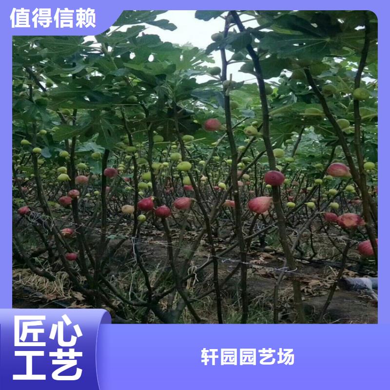 无花果,奶油草莓支持非标定制
