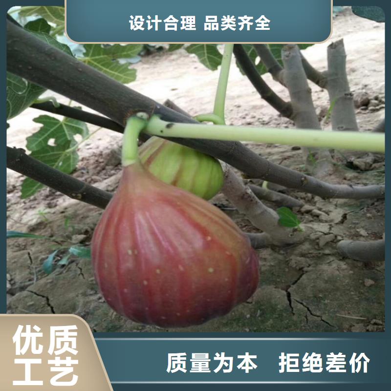 苹果苗视频-婺源|信州|景德镇|抚州|南昌|九江|新余|萍乡轩园苹果苗_ 轩园园艺场(上饶市分公司)