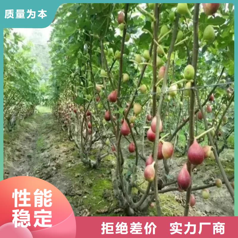 苹果苗视频-新疆苹果苗-(附近)可服务区域伊犁|乌鲁木齐|克拉玛依