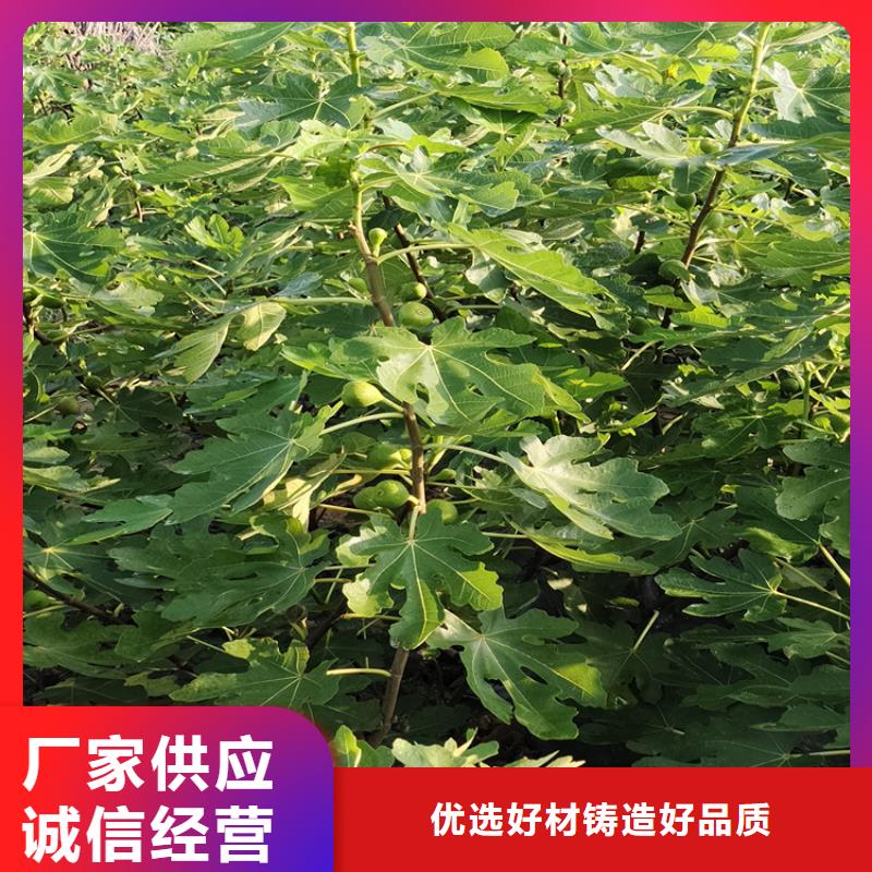 苹果苗视频-婺源|信州|景德镇|抚州|南昌|九江|新余|萍乡轩园苹果苗_ 轩园园艺场(上饶市分公司)