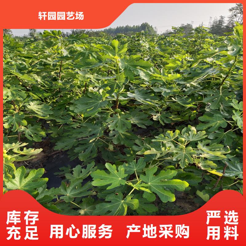 苹果苗视频-新疆苹果苗-(附近)可服务区域伊犁|乌鲁木齐|克拉玛依