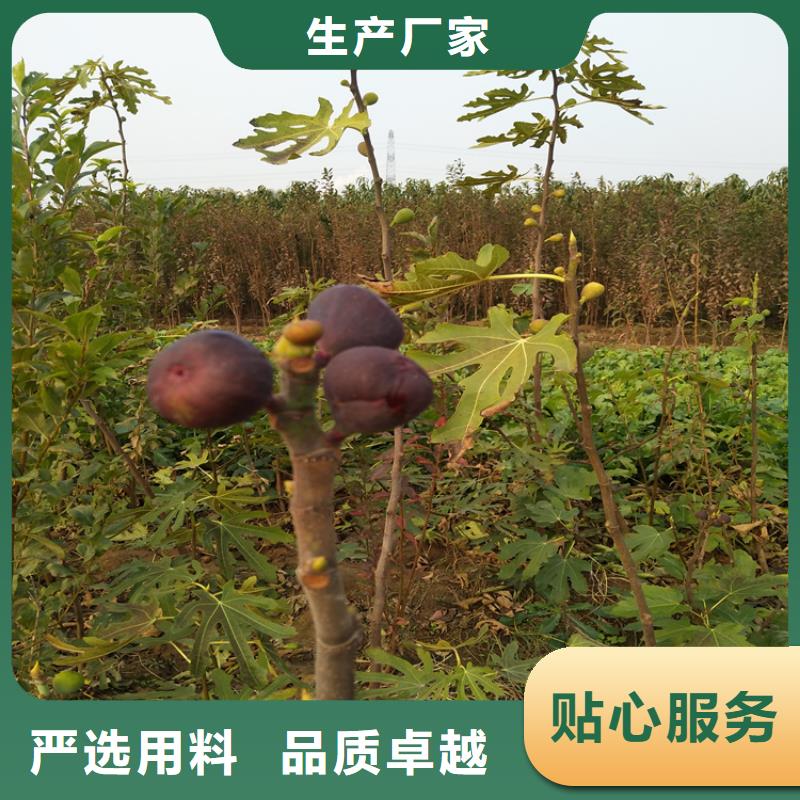 无花果_桃树苗一站式采购方便省心