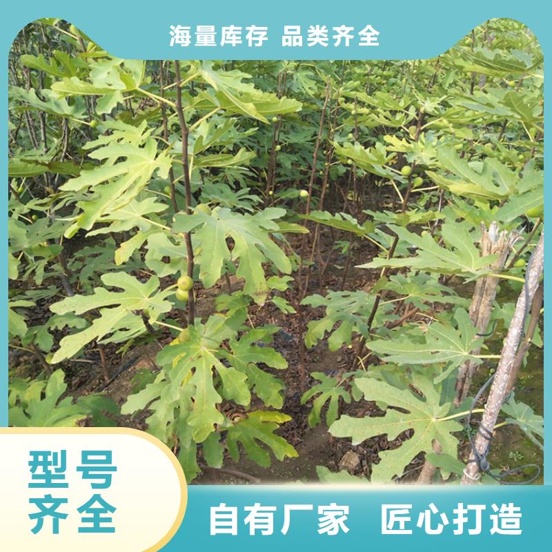 苹果苗视频-婺源|信州|景德镇|抚州|南昌|九江|新余|萍乡轩园苹果苗_ 轩园园艺场(上饶市分公司)