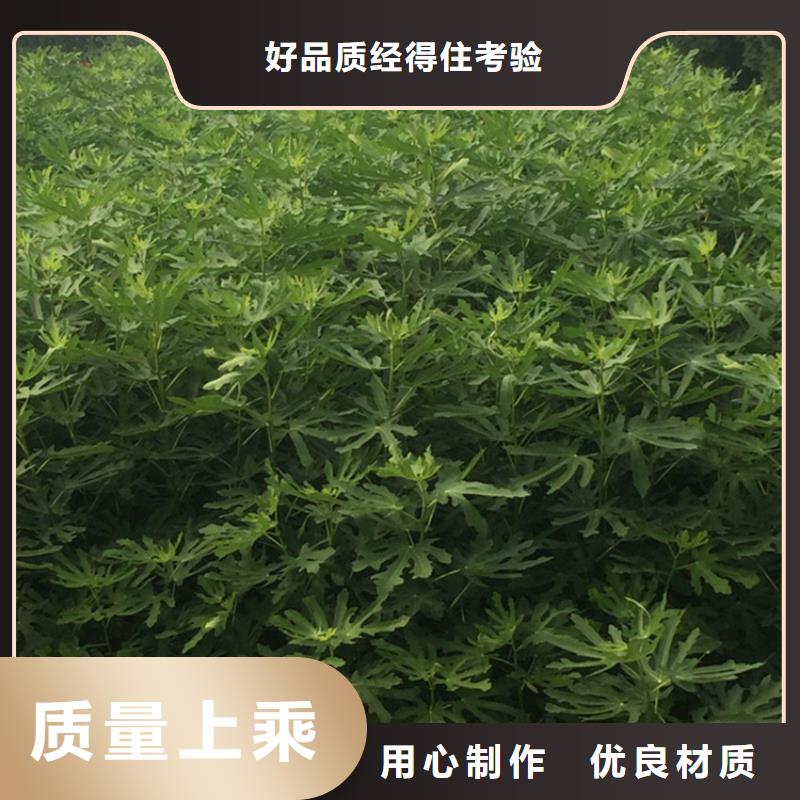 苹果苗视频-新疆苹果苗-(附近)可服务区域伊犁|乌鲁木齐|克拉玛依