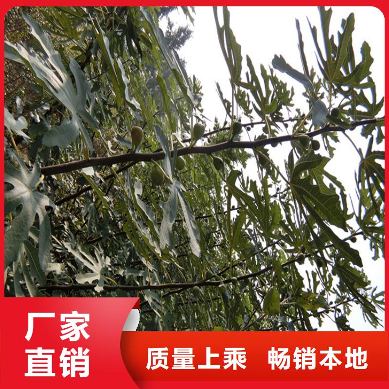 苹果苗视频-婺源|信州|景德镇|抚州|南昌|九江|新余|萍乡轩园苹果苗_ 轩园园艺场(上饶市分公司)