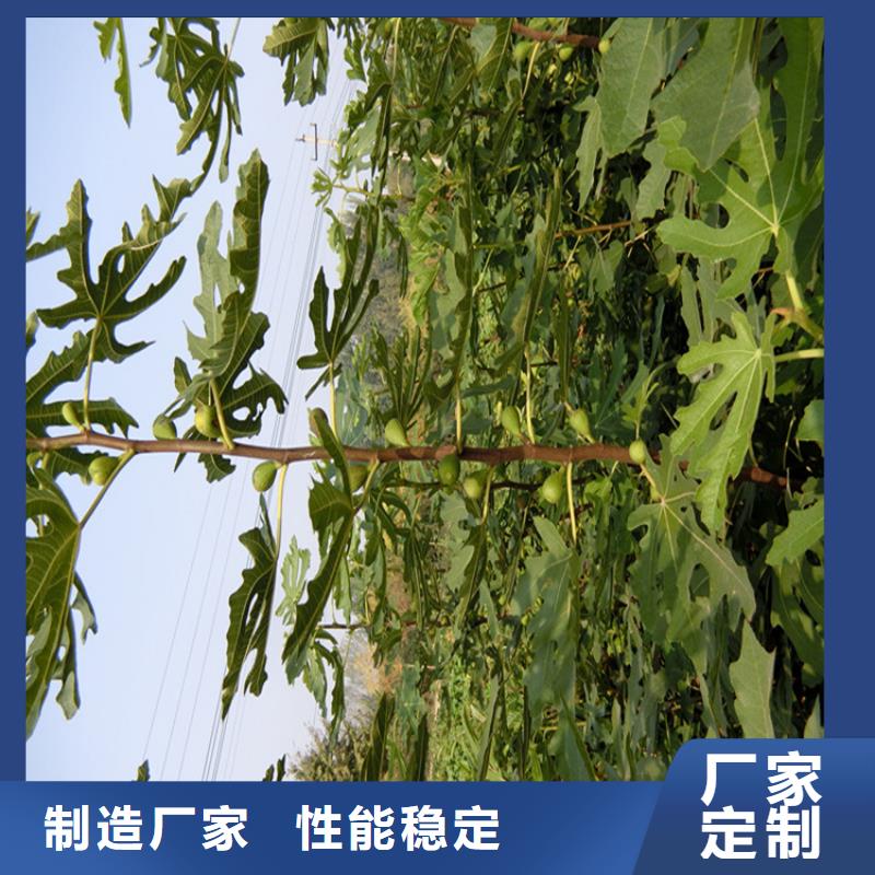苹果苗视频-婺源|信州|景德镇|抚州|南昌|九江|新余|萍乡轩园苹果苗_ 轩园园艺场(上饶市分公司)