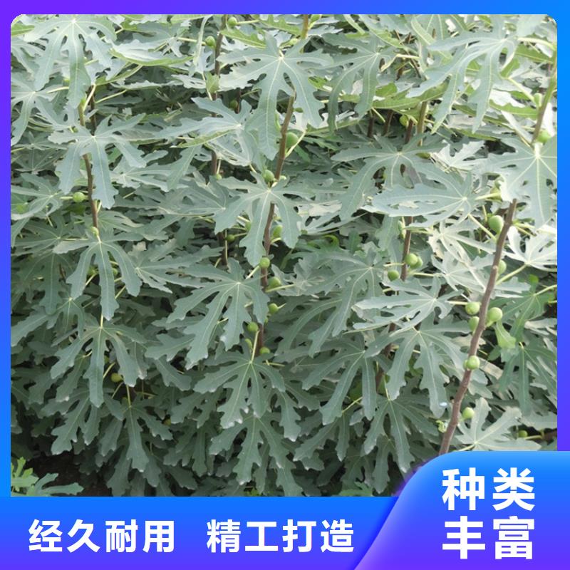 苹果苗视频-婺源|信州|景德镇|抚州|南昌|九江|新余|萍乡轩园苹果苗_ 轩园园艺场(上饶市分公司)