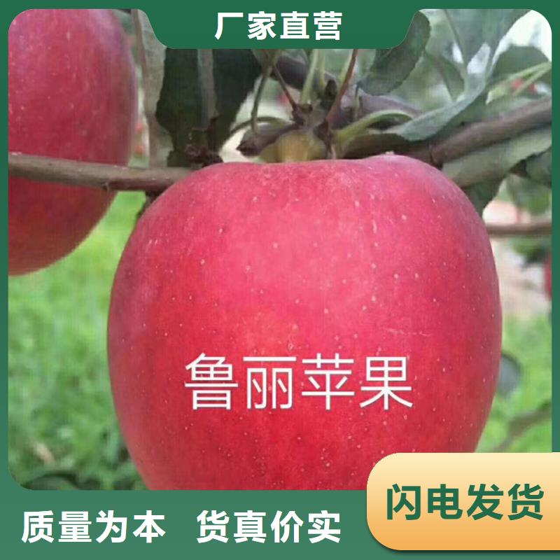 苹果苗视频-四方|即墨|菏泽|威海|东营|德州|泰安轩园苹果苗_ 轩园园艺场(青岛市分公司)