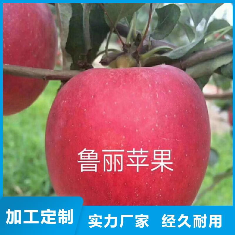 苹果苗视频-山西省太原市轩园苹果苗可服务区域迎泽|尖草坪|阳泉|长治|忻州|吕梁|晋中|朔州|临汾等