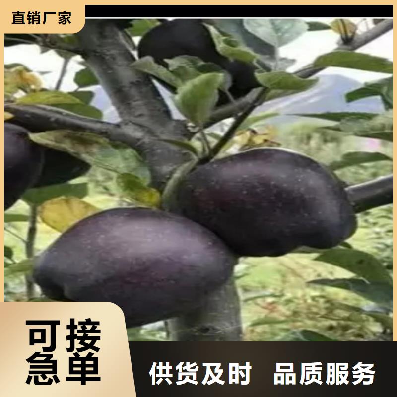 苹果苗视频-四方|即墨|菏泽|威海|东营|德州|泰安轩园苹果苗_ 轩园园艺场(青岛市分公司)