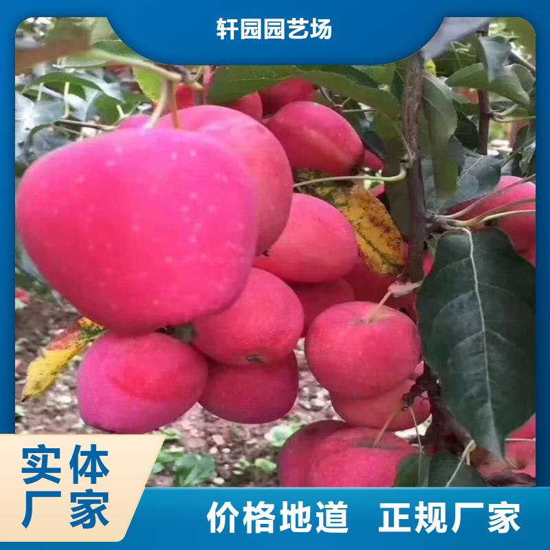 苹果苗视频-山西省太原市轩园苹果苗可服务区域迎泽|尖草坪|阳泉|长治|忻州|吕梁|晋中|朔州|临汾等