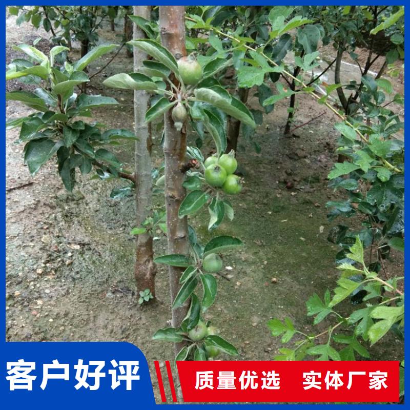 苹果苗视频-苹果苗|山西省忻州市|岢岚|定襄|运城|晋中|朔州|大同|吕梁|临汾|长治