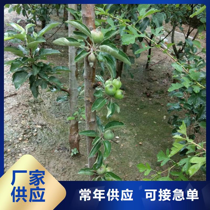 苹果蓝莓苗诚信商家服务热情