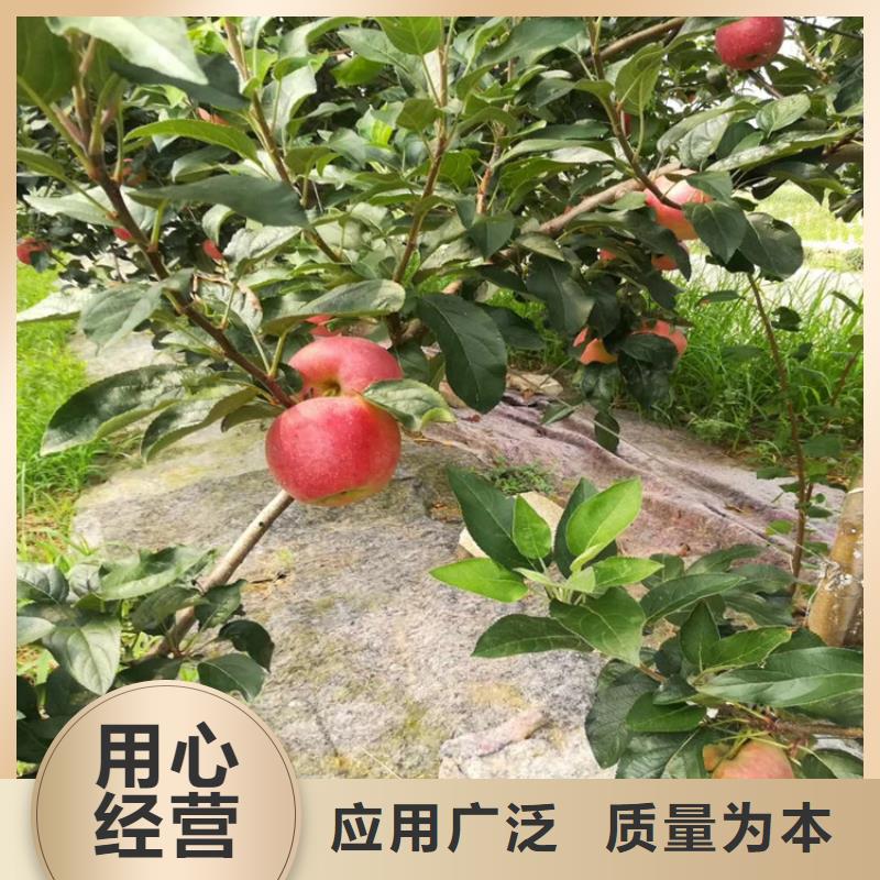 苹果苗视频-四方|即墨|菏泽|威海|东营|德州|泰安轩园苹果苗_ 轩园园艺场(青岛市分公司)