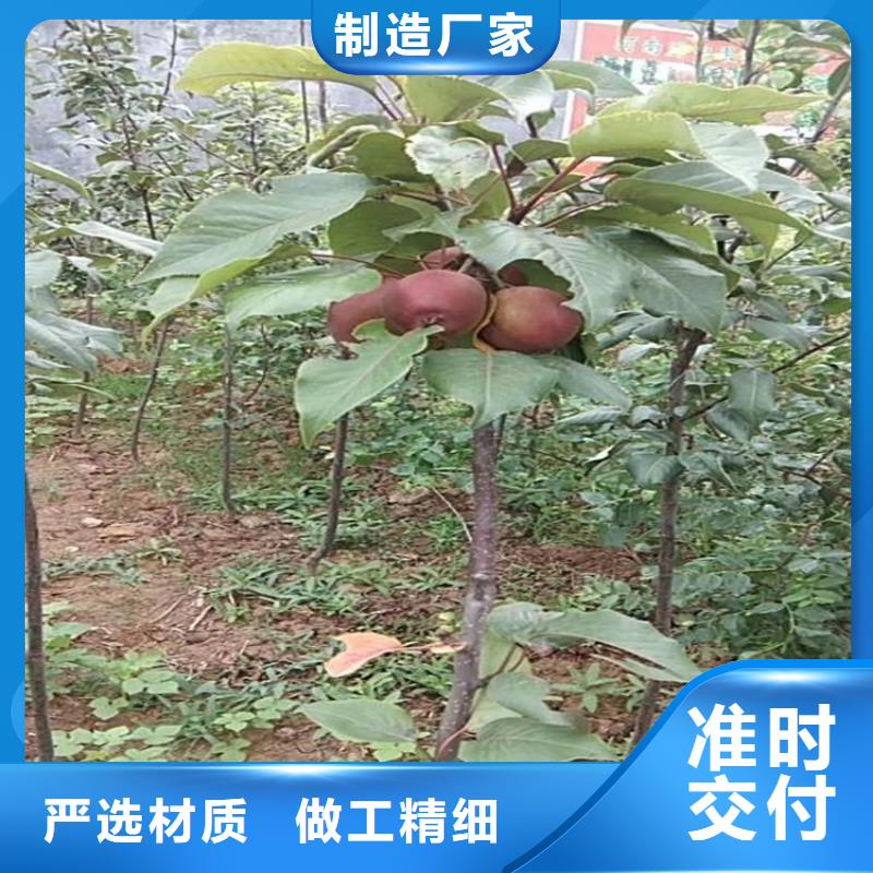 苹果苗视频-山西省太原市轩园苹果苗可服务区域迎泽|尖草坪|阳泉|长治|忻州|吕梁|晋中|朔州|临汾等