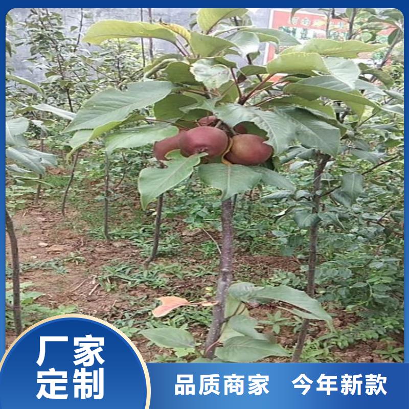 苹果苗视频-四方|即墨|菏泽|威海|东营|德州|泰安轩园苹果苗_ 轩园园艺场(青岛市分公司)
