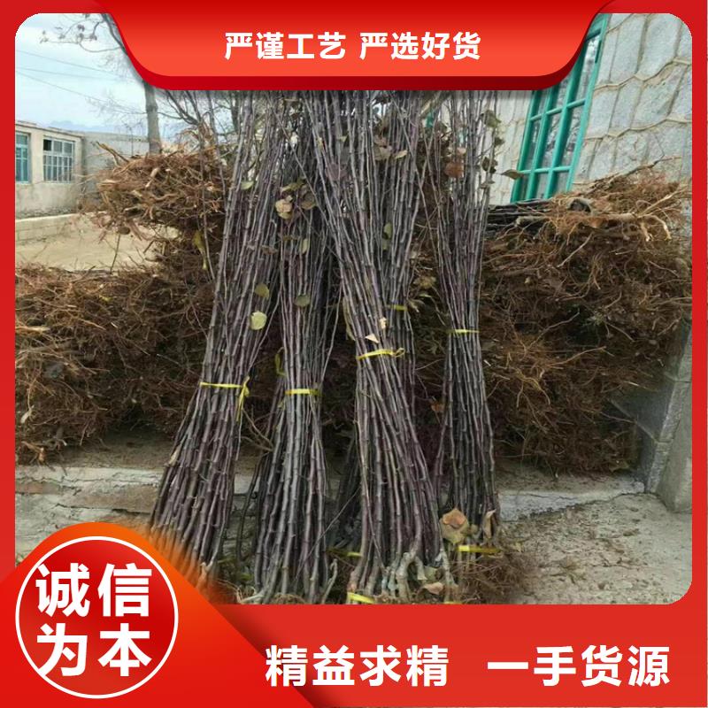 苹果,苹果苗严格把控质量