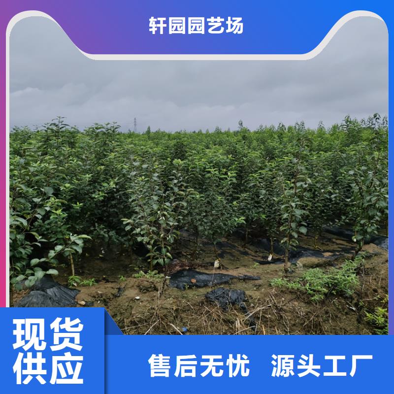 苹果苗视频-山西省太原市轩园苹果苗可服务区域迎泽|尖草坪|阳泉|长治|忻州|吕梁|晋中|朔州|临汾等