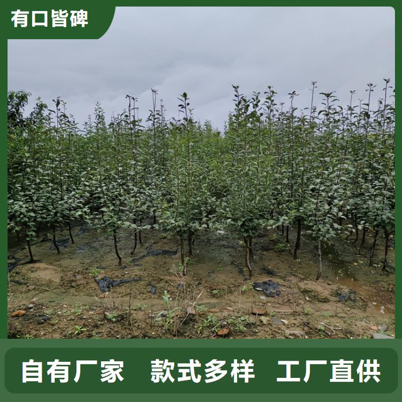 苹果苗视频-四方|即墨|菏泽|威海|东营|德州|泰安轩园苹果苗_ 轩园园艺场(青岛市分公司)