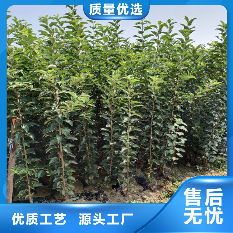 苹果苗视频-山西省太原市轩园苹果苗可服务区域迎泽|尖草坪|阳泉|长治|忻州|吕梁|晋中|朔州|临汾等