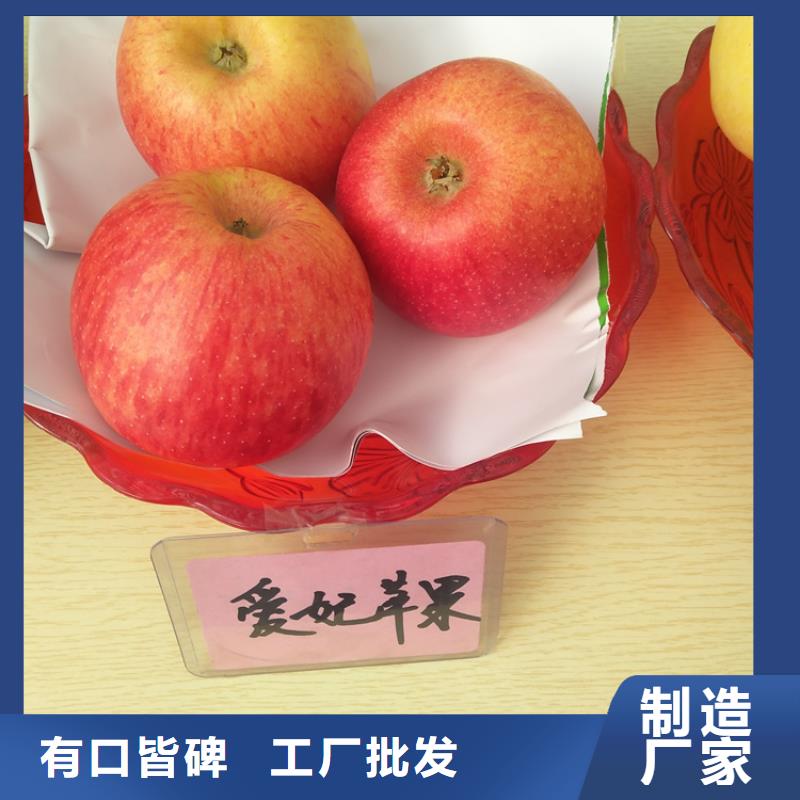 苹果-苹果苗精品优选