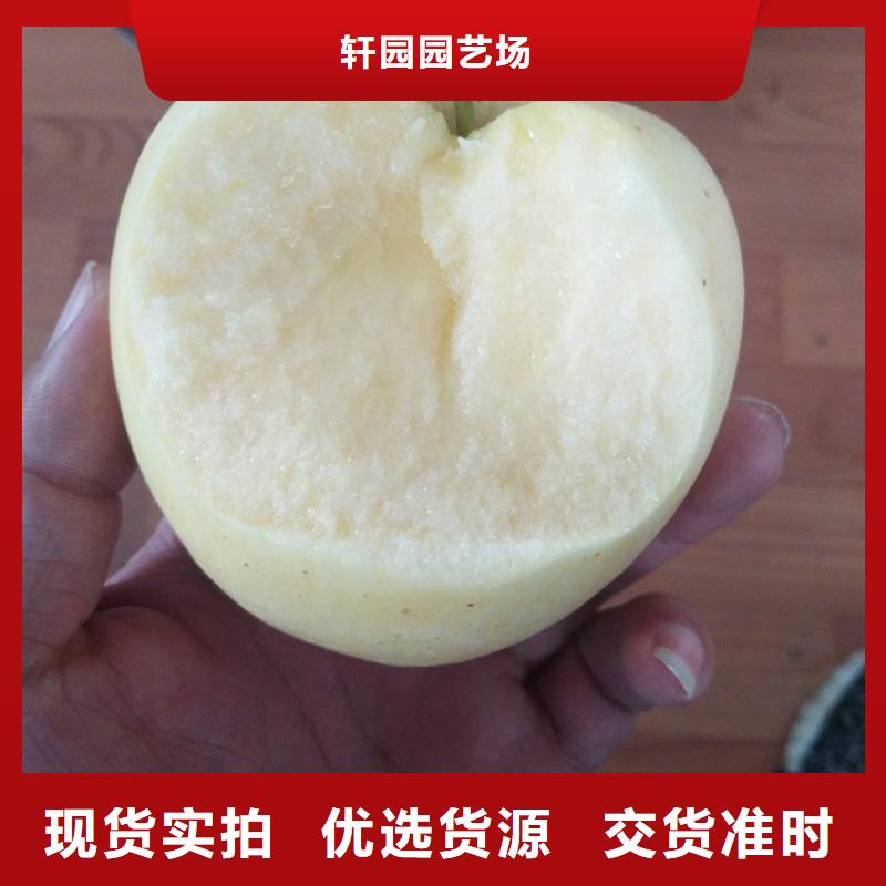 苹果-苹果苗精品优选