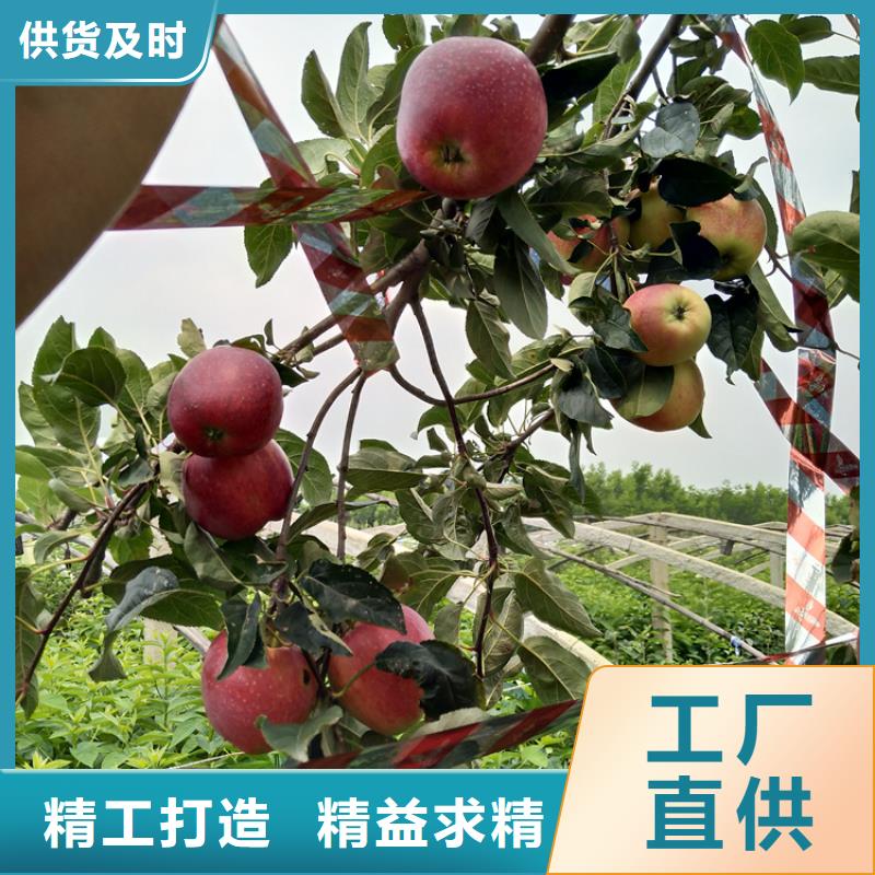 苹果苗视频-四方|即墨|菏泽|威海|东营|德州|泰安轩园苹果苗_ 轩园园艺场(青岛市分公司)