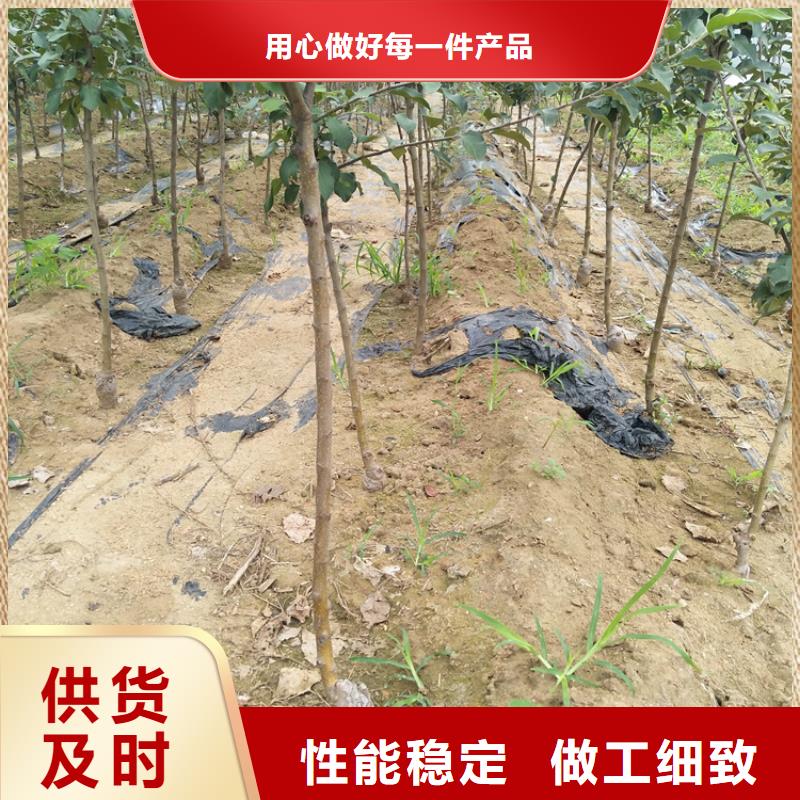 苹果-苹果苗精品优选