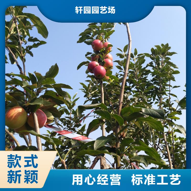 苹果苗视频-四方|即墨|菏泽|威海|东营|德州|泰安轩园苹果苗_ 轩园园艺场(青岛市分公司)