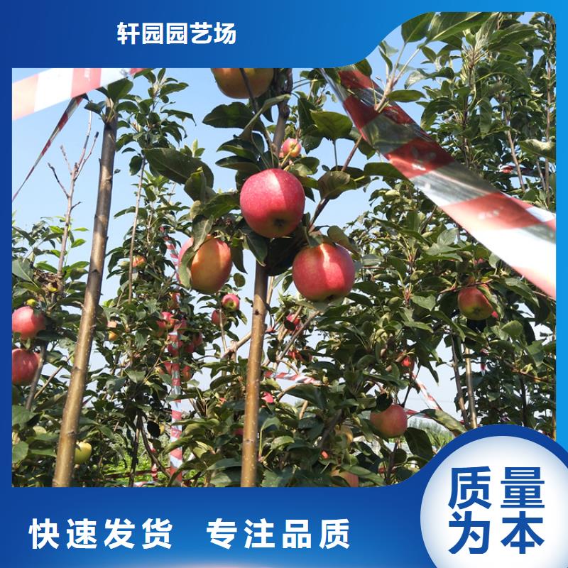 苹果苗视频-山西省太原市轩园苹果苗可服务区域迎泽|尖草坪|阳泉|长治|忻州|吕梁|晋中|朔州|临汾等