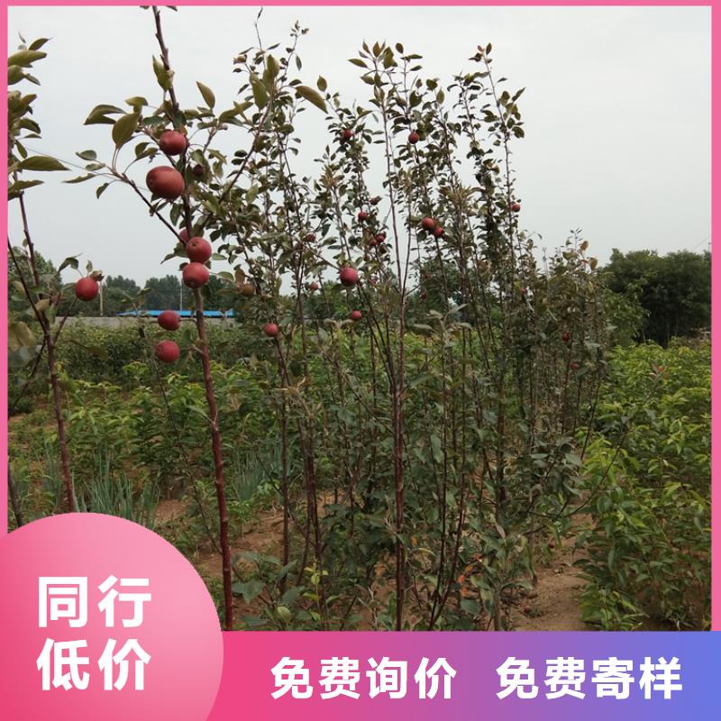苹果苗视频-苹果苗|山西省忻州市|岢岚|定襄|运城|晋中|朔州|大同|吕梁|临汾|长治
