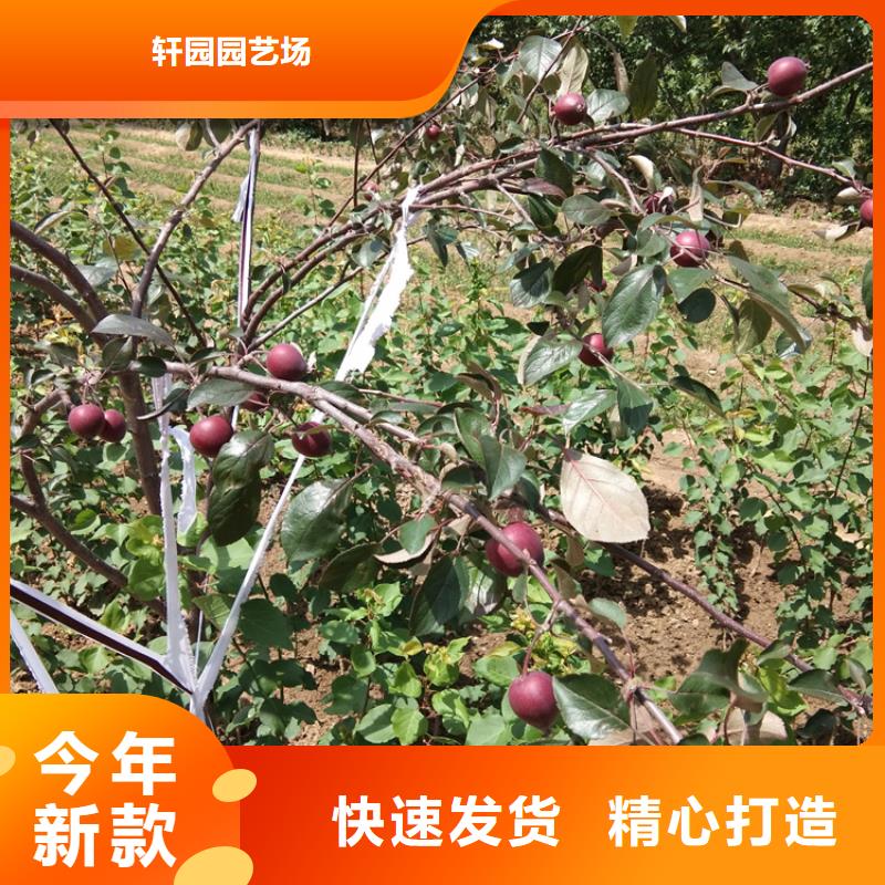 苹果苗视频-苹果苗|山西省忻州市|岢岚|定襄|运城|晋中|朔州|大同|吕梁|临汾|长治