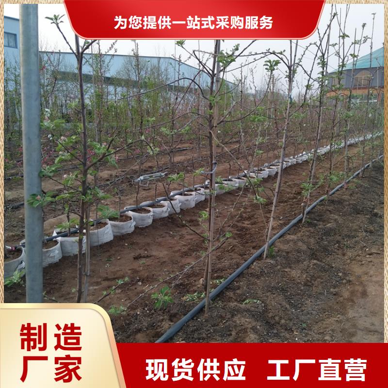 苹果苗视频-苹果苗|山西省忻州市|岢岚|定襄|运城|晋中|朔州|大同|吕梁|临汾|长治