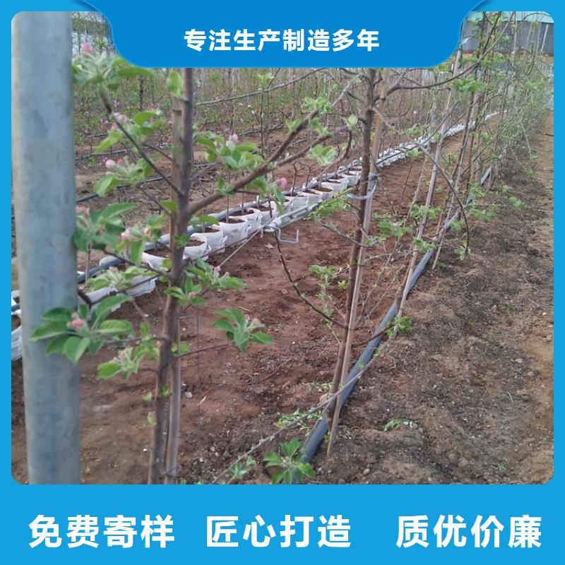 苹果-苹果苗精品优选